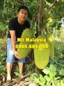 Mít Malaysia, Mít Trái Dài
