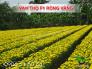 Hạt Giống Vạn Thọ Rồng Vàng