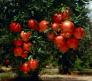 Cung cấp giống cây lựu lùn Ân Độ, lựu lùn đỏ F1, lựu lùn đỏ cao sảnh, cây giống nhập khẩu chất lượng cao