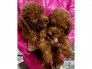 Chó poodle nâu đỏ , trắng 2 tháng tuổi