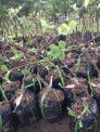 Cung cấp cây giống Kiwi chất lượng cao