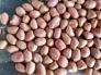Bán Lạc Nhân số lượng lớn
