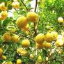 Giống Cây Chanh EUREKA, chanh vàng, chanh vàng mỹ, cây giống nhập khẩu