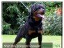 Trại Rottweiler Đức Dòng Đại Bình Dương