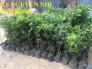 Cung cấp cây giống nho thân gỗ chất lượng chuẩn giống, giao cây toàn quốc