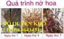 Chuyên cung cấp sỉ, lẻ hoa đỗ quyên khô, cành đỗ quyên khô, cành đỗ quyên ngủ đông chuẩn, uy tín
