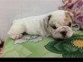 Bé gái Bulldog Anh có giấy VkA tìm ba mẹ iu thương