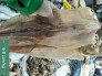 Khô mực câu Phú Quốc 6-8 con/kg