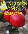 Mua cây giống bưởi đỏ luận văn ở đâu chuẩn giống, cây giống chất lượng. địa chỉ cung cấp cây giống uy tín - giao cây toàn quốc