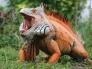 Iguana- Pet của các bạn
