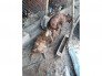 Phối giống chó Phú Quốc Bình Dương.lh