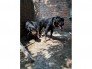 Rottweiler Đức Dòng Đại Bình Dương