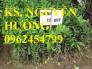 Cung cấp giống cây chanh tứ quý, chanh đào, chanh không hạt, cây giống chất lượng, giao cây toàn quốc