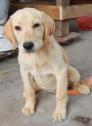 Bán chó Labrador