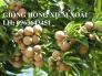 Cung cấp cây giống hồng xiêm xoài, hồng xiêm xoài quả to, giống hồng xiêm siêu ngọt, năng suất cao