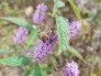 Mật ong rừng và mật ong hoa Bạc Hà