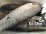 Món Cá Giòn thích hợp với những bữa tiệc gia đình