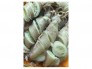 Mực trứng 100% có trứng