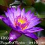 Hoa súng Thái Lan Linsey Wood
