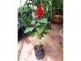 Cây công trình Xác pháo đỏ