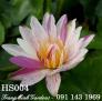 Hoa súng Úc Pink Diamond (Hoa súng úc màu tím sọc)