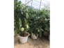 Dưa hấu mini Pepino