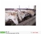 Cao xương ngựa nguyên chất 100g