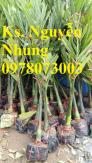 Địa chỉ cung cấp giống cây cau tứ quý, cau tứ thời chất lượng, uy tín