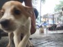 Bán chó Phú Quốc lai foxnai giá tốt