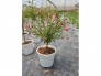 Tree Hoa cẩm quỳ nhỏ