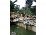 Thi công hồ lọc đs trang tri .hòn non bộ