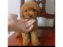 Bán em poodle cái , size Tiny thuần chủng đẹp.