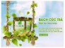 Mặt nạ thảo mộc BẠCH CÚC TRÀ