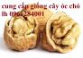 Bán giống cây óc chó nhập khẩu - viencaygiongtrunguong