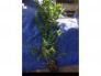 Cung cấp cây si rô giống ươm từ hạt