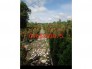 Cây hồng lộc cây cho công trình