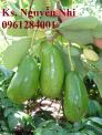 Cây giống bơ sáp, cây bơ, trồng cây bơ cho năng suất chất lượng cao