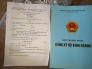 Cây ổi 784aa