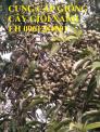 Cung cấp giống cây giổi xanh, cây giổi hạt, giống cây giổi uy tín, chất lượng, giao hàng toàn quốc