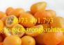 Giống Cây Quất Ngọt, Quất Ngọt, Cây Quất Ngọt