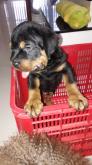 Chó rottweiler