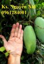 Cung cấp giống cây xoài đài, xoài đài loan, kỹ thuật trồng cây xoài đài loan cho năng suất cao