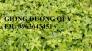Cung cấp cây giống đương quy, hạt giống đương quy Nhật, hạt đương quy Trung, đương quy trắng