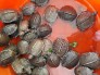 Rùa sen vàng NGỌC TRỊ