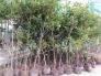 Cây giống hồng xiêm xoài