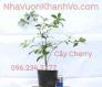 Cây giống cherry Brazil cao 60-80cm