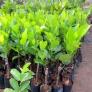 Địa chỉ chuyên cung cấp giống cây mít ruột đỏ, mít thái ruột đỏ, cây giống cho năng suất cao