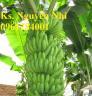 Cung cấp giống cây chuối tiêu hồng, chuối già nam mỹ, chuối laba, chuối nuôi cấy mô chất lượng cao
