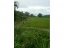 Bán đất trang trại