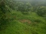 Bán đất vùng khuyến khích chăn nuôi